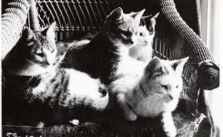 Scrub Angels & Practical Cats at Quarry Farm
