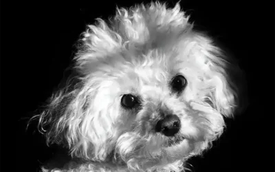 Celebrity Authors For A Cause: The Anti-Vivisection Connection Between Mark Twain & Elizabeth Stuart Phelps